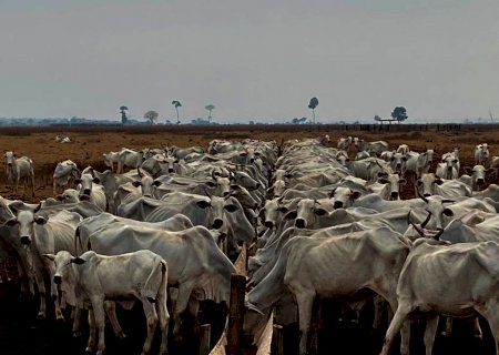 Boi gordo: oferta segue restrita com menor giro de animais confinados