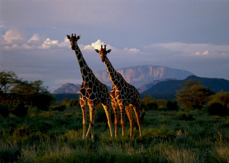 As girafas têm uma vida social tão complexa quanto a dos elefantes, diz estudo