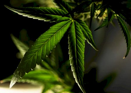 Incluindo crianças, pacientes com epilepsia conseguem tratamento com Canabidiol em MS