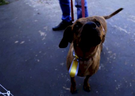 Da desorientação à irritabilidade: confira sinais de que seu cão pode ter Alzheimer