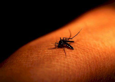 Bactéria que combate à dengue está presente em 60% dos insetos em Campo Grande