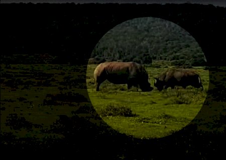 Rinoceronte lança búfalo de quase 1 tonelada ao ar em savana