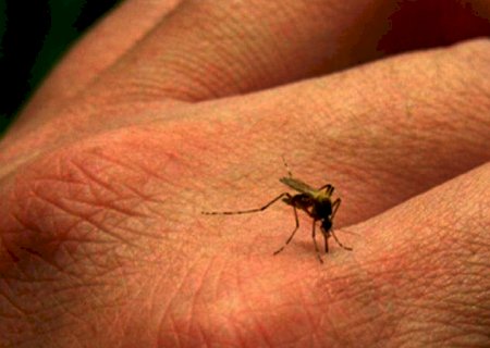Com 11,4 mil casos suspeitos, MS é o 5º no Brasil com maior incidência de dengue