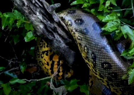 Pescador dá de cara com sucuri gigante