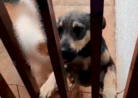 Moradora de Itaporã procura por cachorra desaparecida de estimação de uma criança
