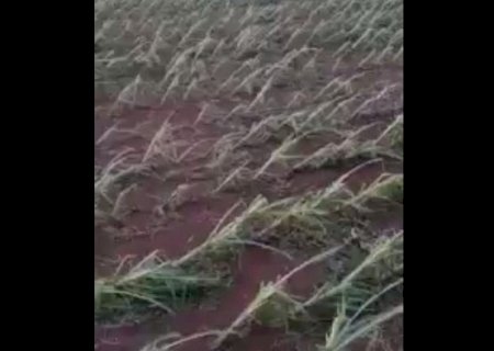 Chuva com pedras danifica lavoura de milho no município de Sidrolândia