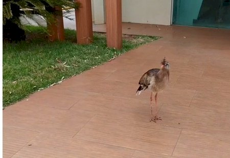 Notícia triste: Famosa seriema de Itaporã tem pernas quebradas por indígena