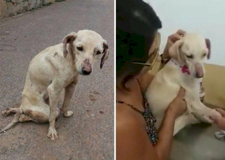 Cadelinha paraplégica volta a andar após protetora salvá-la da rua.