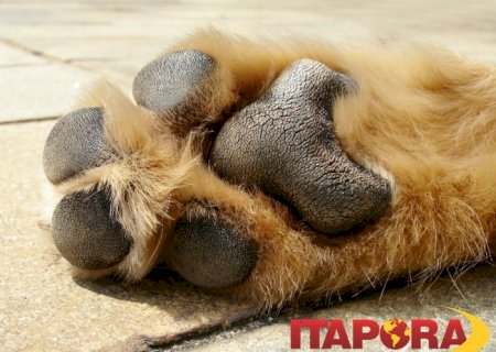 Mulher é denunciada por maus-trato a um animal, em Itaporã