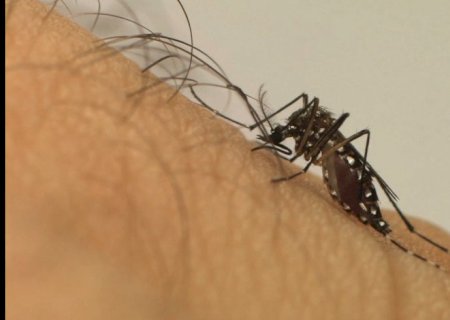 Casos de dengue aumentam 113,7% nos quatro primeiros meses de 2022