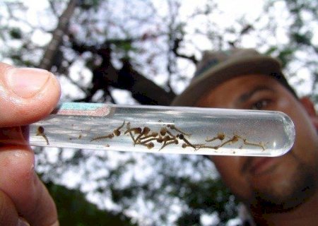 'Nova dengue' deve repetir surto de 2020 em MS e contagio é maior entre pessoas de 10 a 39 anos