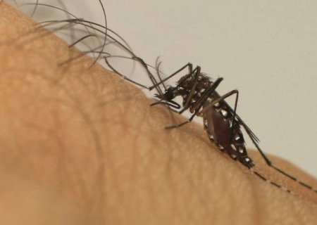 Com mais 3 óbitos, mortes por dengue somam 12 vítimas em MS no ano
