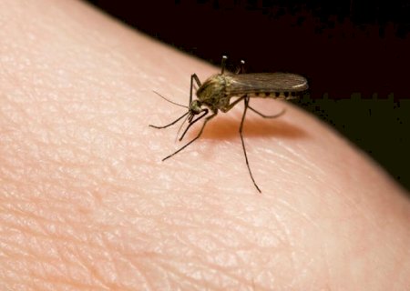 Mato Grosso do Sul é o 7&ordm; no ranking da dengue no país