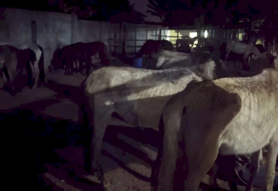 Dezenas de cavalos são apreendidos em fazenda após denúncia de maus-tratos (Vídeo)