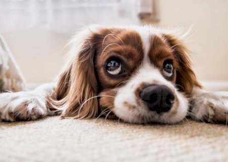 Carinho canino: estudo mostra que cães choram ao reencontrar seus tutores