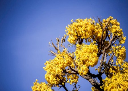 No setembro amarelo, MS tem uma morte por suicídio a cada dia; confira onde encontrar ajuda