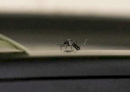 Beb&ecirc; de 8 meses morre por dengue no interior de MS