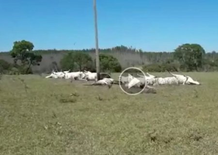 Fazenda em que gado morreu eletrocutado teve preju&iacute;zo de R$ 70 mil