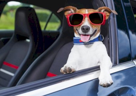 Entenda como treinar seu pet para as viagens de férias