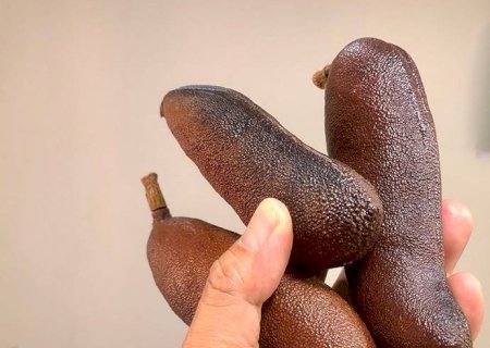 Você conhece os benefícios de consumir o jatobá?