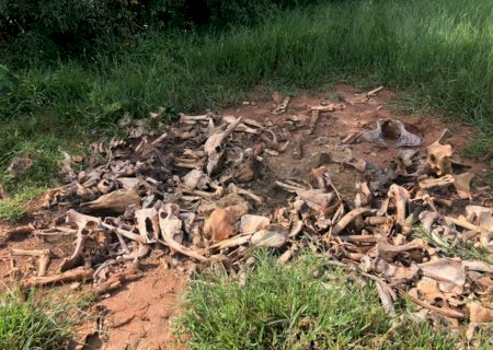 Mirando ladrões de gado, polícia apreende arma, munições e descobre "cemitério" de carcaças