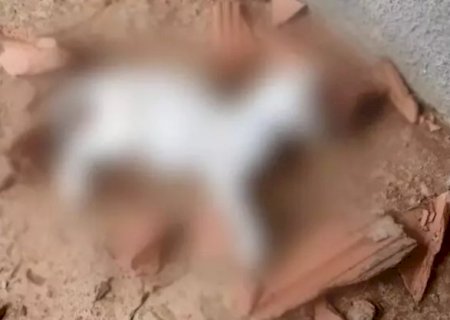 Mulher que matou gato a tijoladas &eacute; multada em R$ 1,5 mil