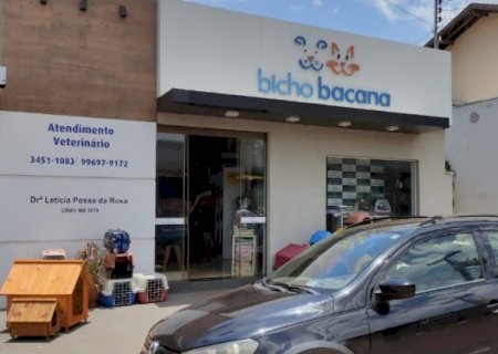 Diabetes canina é muito semelhante a doença nos humanos, Pet Shop Bicho Bacana explica tudo, confira