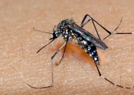 Conheça a diferença entre os sintomas de dengue e de chikungunya