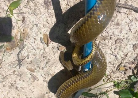 Moradores são surpreendidos ao se deparar com serpente na porta de casa