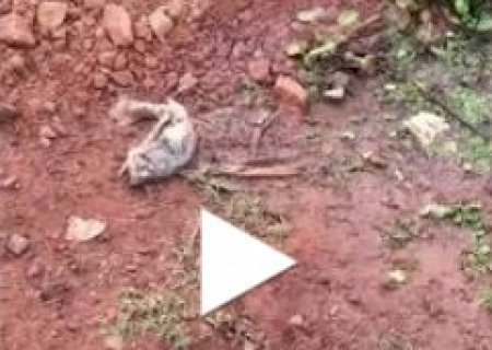Fenômeno mata peixes no Pantanal e chama atenção