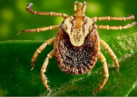 Mato Grosso do Sul tem cinco casos suspeitos de febre maculosa
