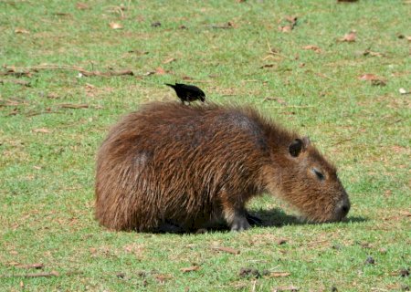 Mato Grosso do Sul tem seis casos suspeitos de febre maculosa