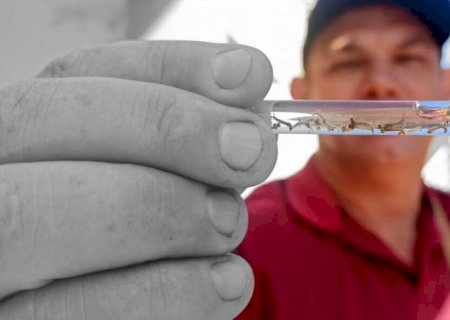 Com 33 mil casos confirmados, Mato Grosso do Sul chega a 30 mortes por dengue em 2023