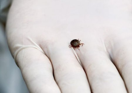 Infectologistas explicam Febre Mucosa e fazem alerta; veja como prevenir