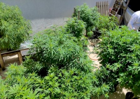 Anvisa proíbe importação de cannabis in natura e partes da planta