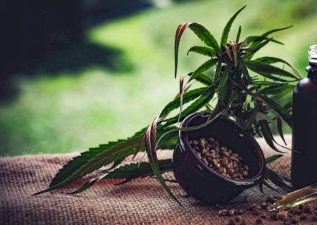 STJ autoriza três pacientes a cultivarem cannabis para fins medicinais