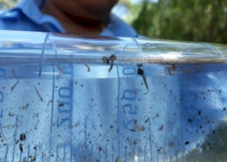 Idoso é nova vítima da dengue em MS e mortes já chegam a 34 no ano