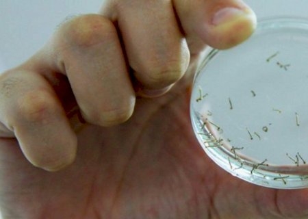 Em seis meses de 2023, casos de dengue em MS superaram soma das notificações dos últimos 2 anos 