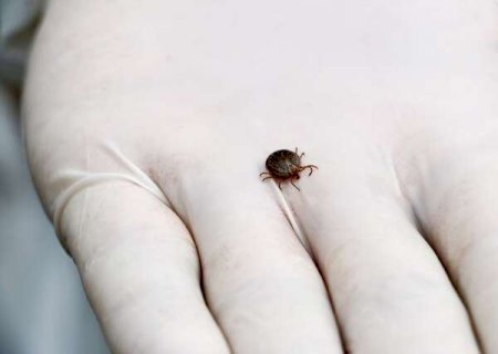 Exames de beb&ecirc; d&atilde;o negativo e 1&ordm; caso suspeito de febre maculosa &eacute; descartado