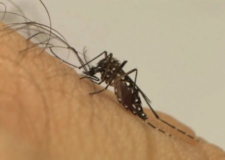 Dengue registra mais uma morte no Estado e casos confirmados passam de 39 mil