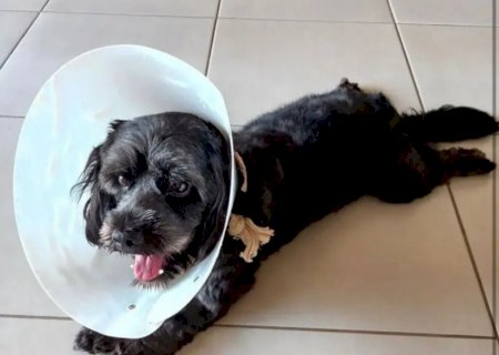Após a castração: Cuidados essenciais e repouso para o seu pet