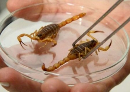 Confira cuidados com crianças para evitar acidentes com escorpiões em Mato Grosso do Sul