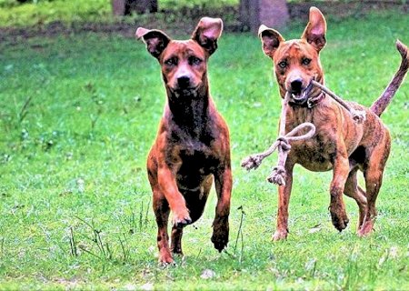 Programa reforçará políticas públicas de proteção animal no Mato Grosso do Sul
