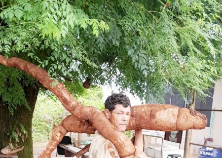 Agricultor de Santa Terezinha Surpreende com Colheita de Mandioca Gigante de Mais de 2 Metros de Comprimento (Veja vídeo)