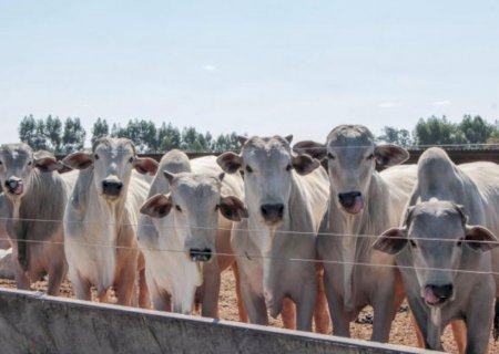 Carne mais cara; confira como iniciam os preços do agro em Dourados