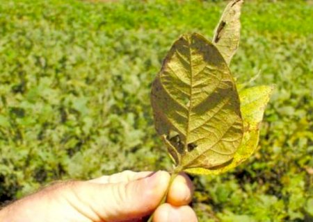 Produtores de soja de SC temem incidência severa de ferrugem