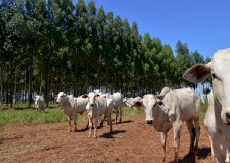 Precoce MS avança com abate de 1,3 milhão de cabeças e incentivo de quase R$ 117 milhões aos produtores