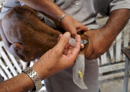 Embrapa abre inscrições do curso on-line “Ética e Experimentação Animal”
