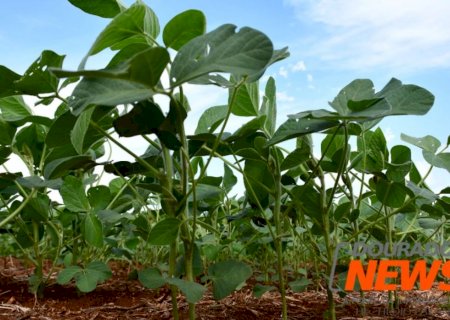 Após redução nos preços dos grãos, Dourados inicia a terça com estabilidade no agro