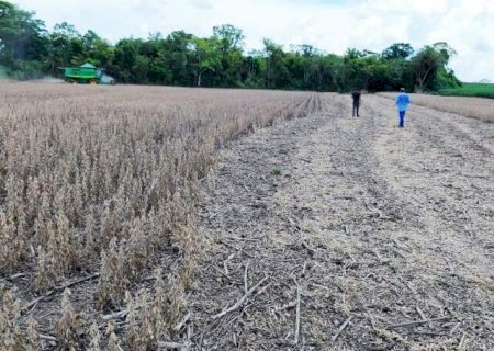 Estiagem afetou 500 mil hectares de soja em MS, confirma boletim